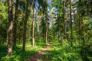 Land Sale at Бенилюкс, derevnya Chesnokovo, Istra City District, Moscow Region, Russia #2 Land Sale at Бенилюкс, derevnya Chesnokovo, Istra City District, Moscow Region, Russia #2