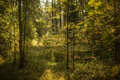 Land Sale, kottedzhny posyolok Renessans park, derevnya Chesnokovo, Istra City District, Moscow Region, Russia #2 Land Sale, kottedzhny posyolok Renessans park, derevnya Chesnokovo, Istra City District, Moscow Region, Russia #2