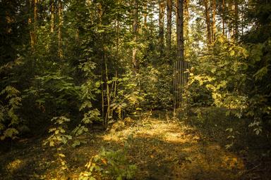 Land Sale at Лазурный Берег, derevnya Podolnikha, Mytishi Urban District, Moscow Region, Russia #2