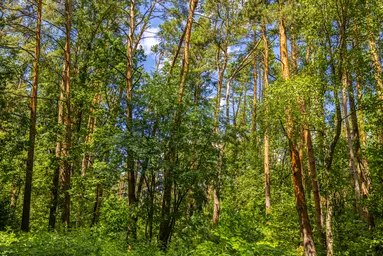 Land Sale at Петрово-Дальнее, Krasnogorsk Urban District, Moscow Region, Russia #4
