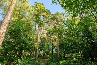 Land Sale at Молоденово, Odintsovskiy City District, Moscow Region, Russia #4