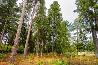 Land Sale, kottedzhny posyolok Geodar, selo Islavskoye, Odintsovskiy Urban District, Moscow Region, Russia #4