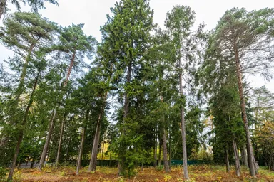 Land Sale, kottedzhny posyolok Geodar, selo Islavskoye, Odintsovskiy Urban District, Moscow Region, Russia #1 Land Sale, kottedzhny posyolok Geodar, selo Islavskoye, Odintsovskiy Urban District, Moscow Region, Russia #1