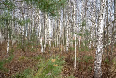 Land Sale, KP Romashkovo-21, Romashkovo Village, Odintsovskiy Urban District, Moscow Region, Russia #4