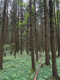 Land Sale, KP Zelyonyye kholmy, derevnya Pershino, Naro-Fominskiy City District, Moscow Region, Russia #2 Land Sale, KP Zelyonyye kholmy, derevnya Pershino, Naro-Fominskiy City District, Moscow Region, Russia #2