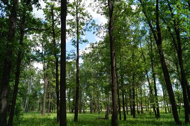 Land Sale at Вымпел, Krasnogorsk City District, Moscow Region, Russia #1