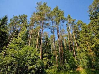 Land Sale at Благодать, Zvenigorod, Odintsovskiy Urban District, Moscow Region, Russia #4