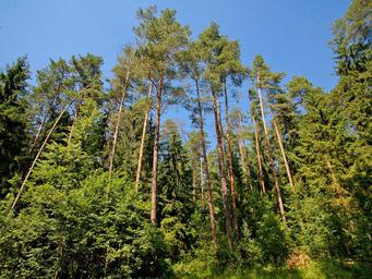 Land Sale at Благодать, Zvenigorod, Odintsovskiy City District, Moscow Region, Russia #4